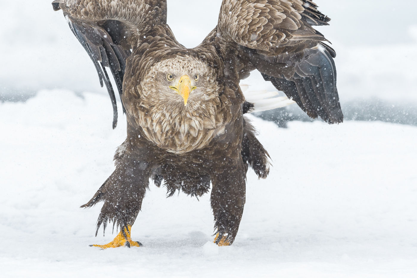 Een close-up van een zeearend in Hokkaido. © Jeffrey Van Daele