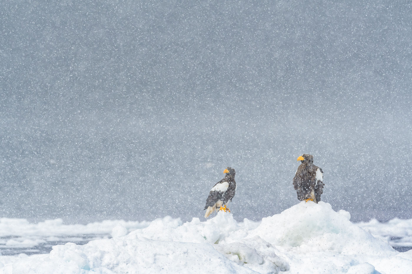 Een plotse sneeuwstorm verraste deze twee Stellers zeearenden in Hokkaido. © Jeffrey Van Daele