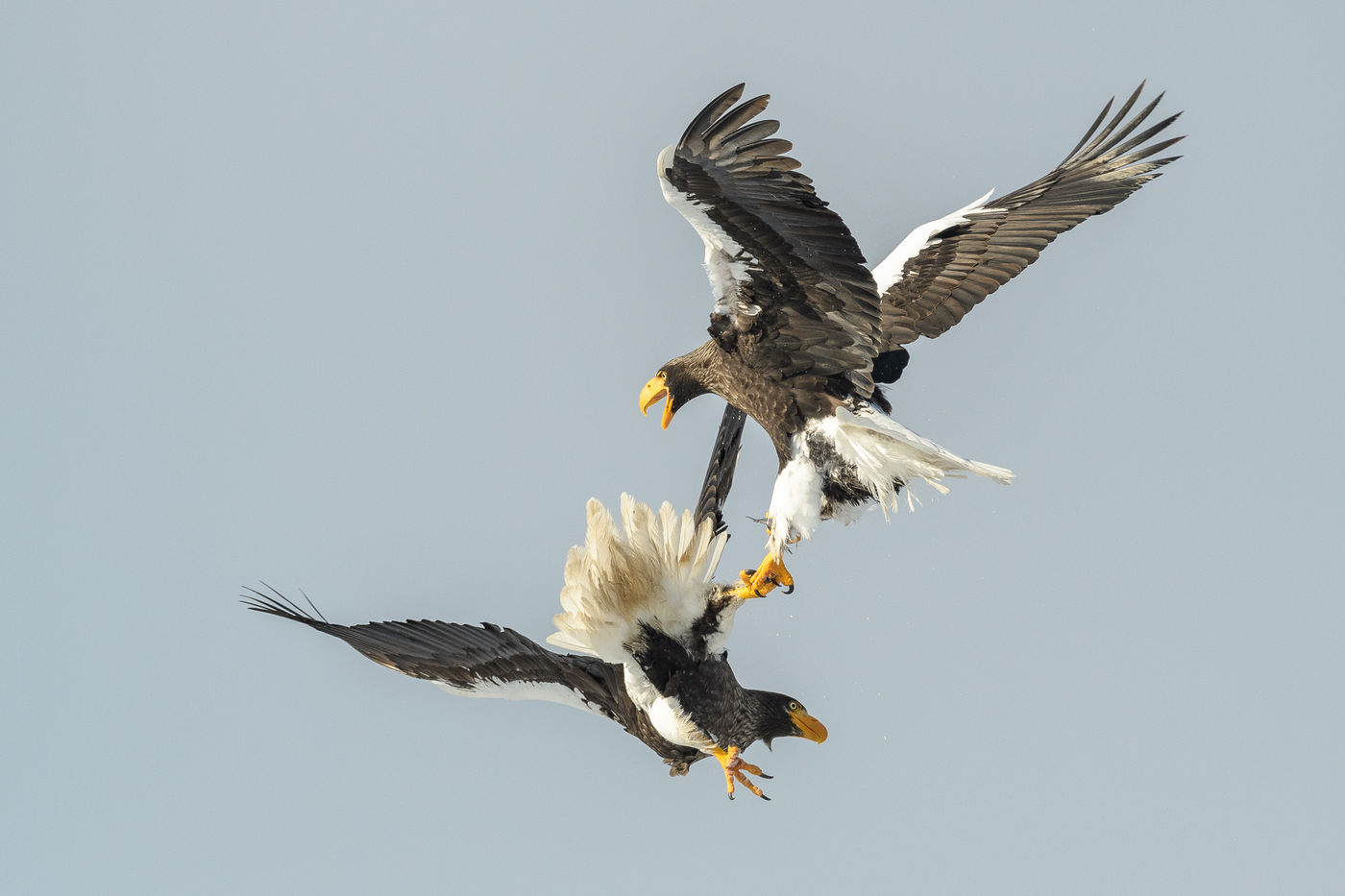 Een titanenstrijd tussen twee Stellers zeearenden. © Jeffrey Van Daele