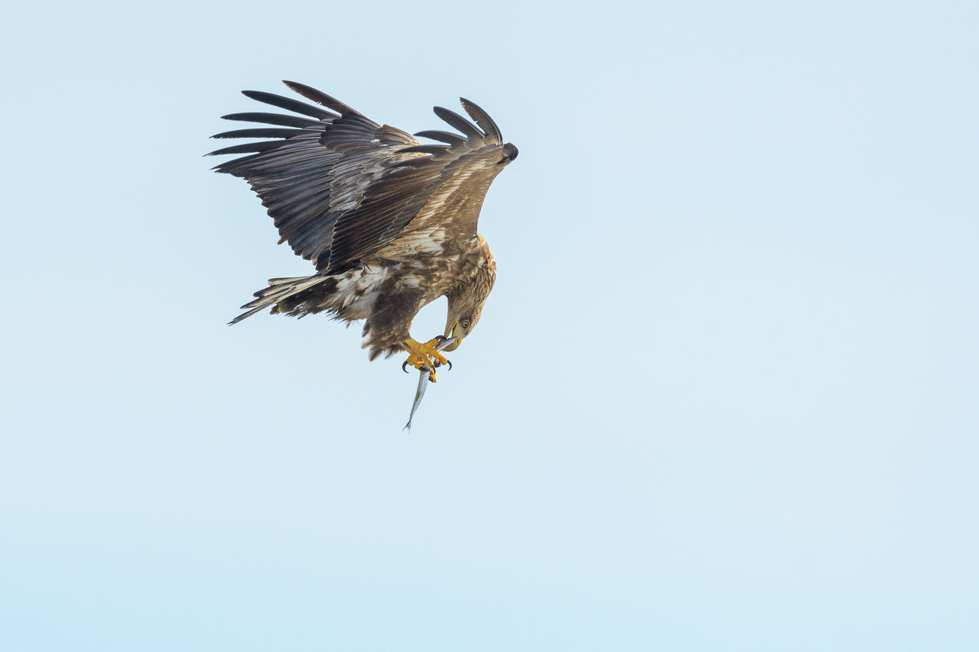 Een zeearend met prooi in Rausu, Hokkaido. © Jeffrey Van Daele