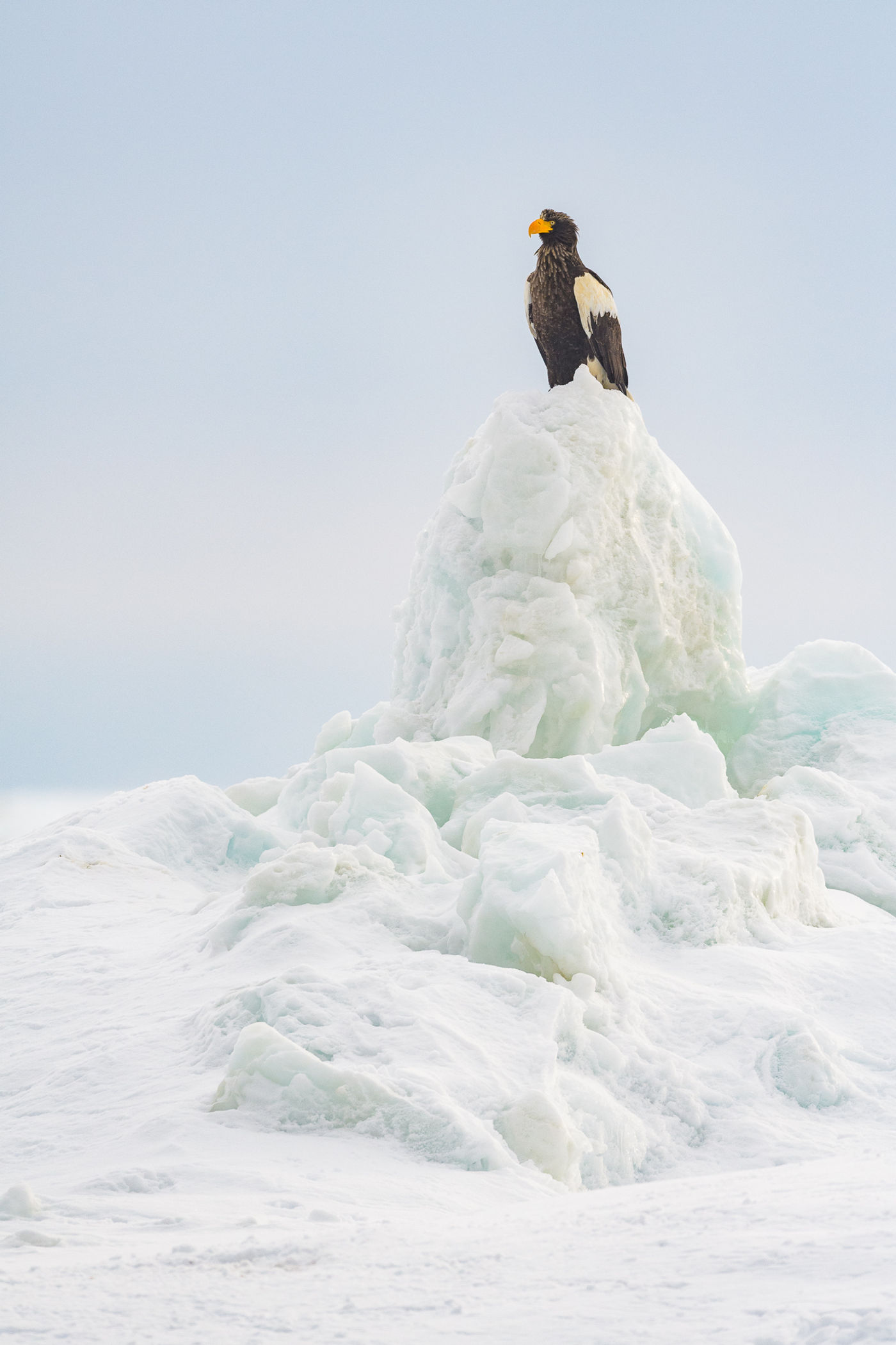 Een Stellers zeearend in zit in Rausu, Hokkaido. Jeffrey Van Daele