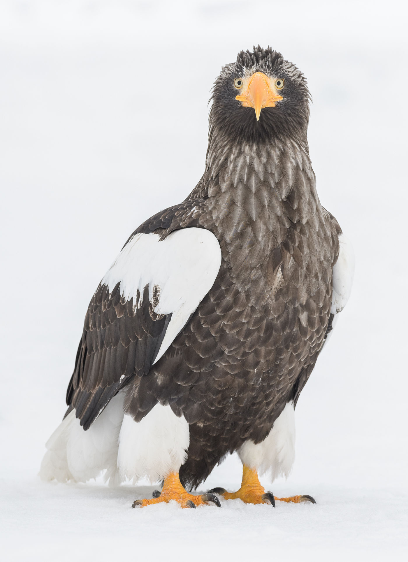 Een van de krachtigste arenden op de planeet. Een Stellers zeearend in Hokkaido, Japan. © Jeffrey Van Daele