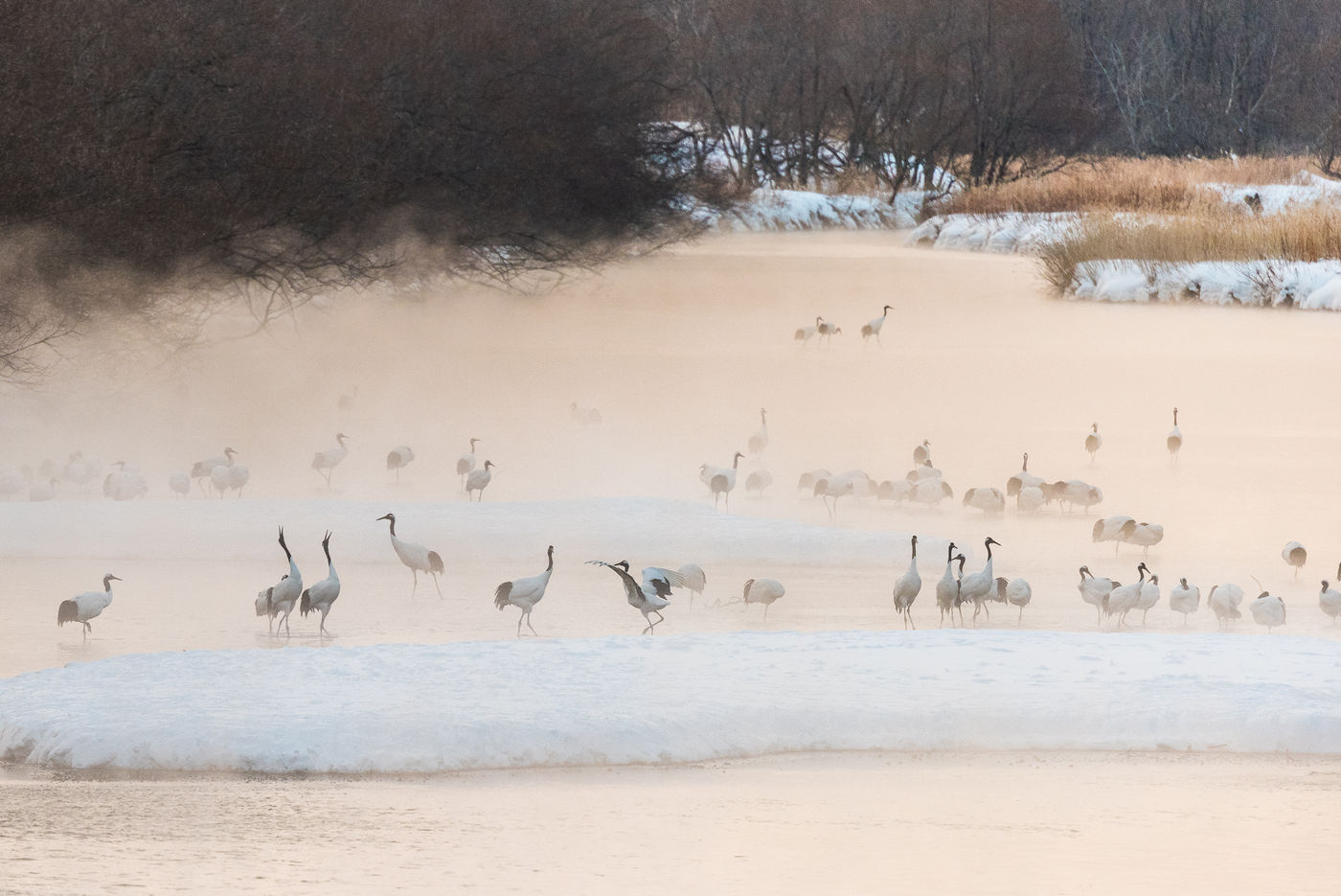 Een verzameling red-crowned cranes te Otowabashi bridge. © Jeffrey Van Daele