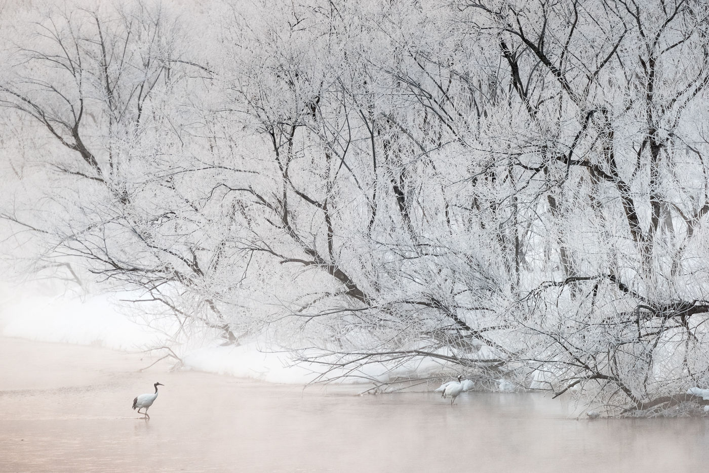 Een koppel red-crowned cranes waadt door het water na een ochtend met late sneeuwval te Otowabashi bridge. © Jeffrey Van Daele