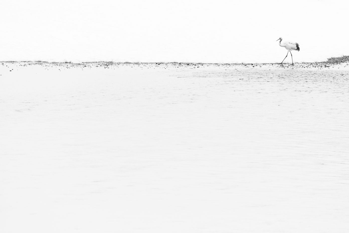 Een red-crowned crane in het besneeuwde landschap. © Jeffrey Van Daele