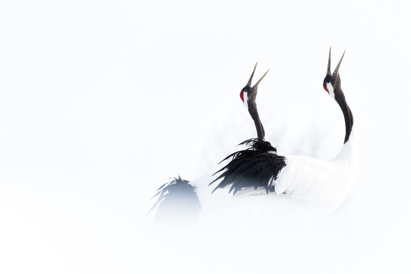 Baltsende red-crowned cranes, de lente hangt al vroeg in de lucht! © Jeffrey Van Daele