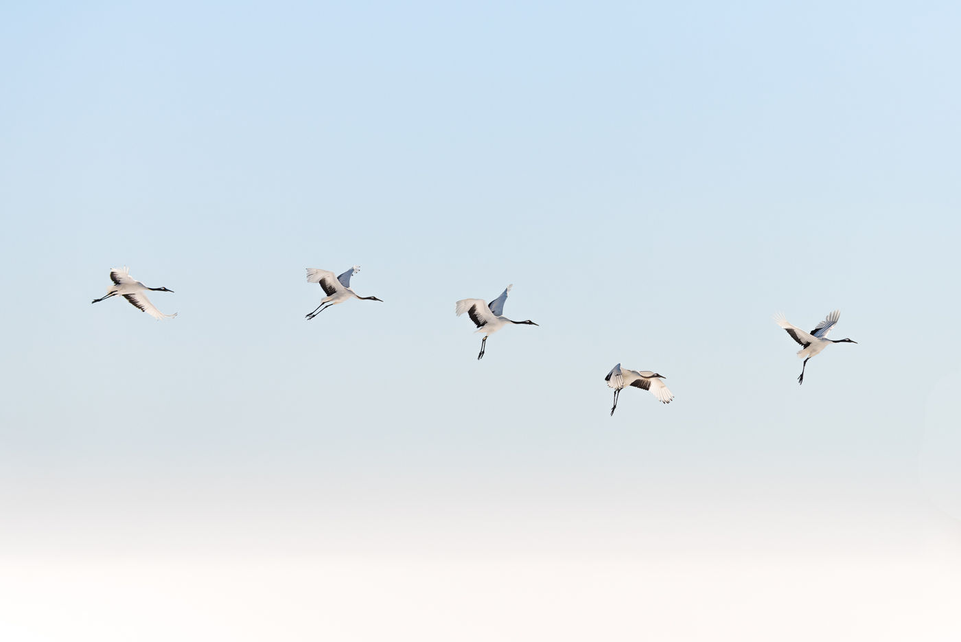 Red-Crowned Crane birds (Grus japonensis) flying