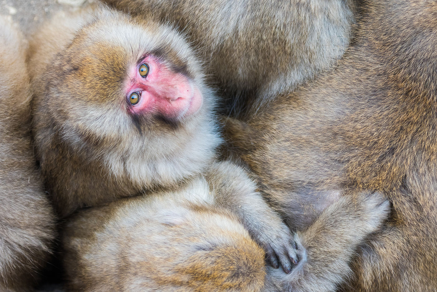 Japanese Macaque (Macaca fuscata)