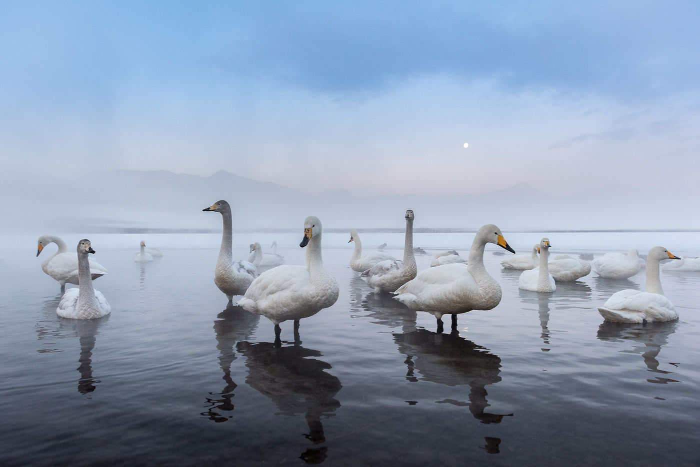 Een bende wilde zwanen op Lake Kussharo, Hokkaido. © Jeffrey Van Daele