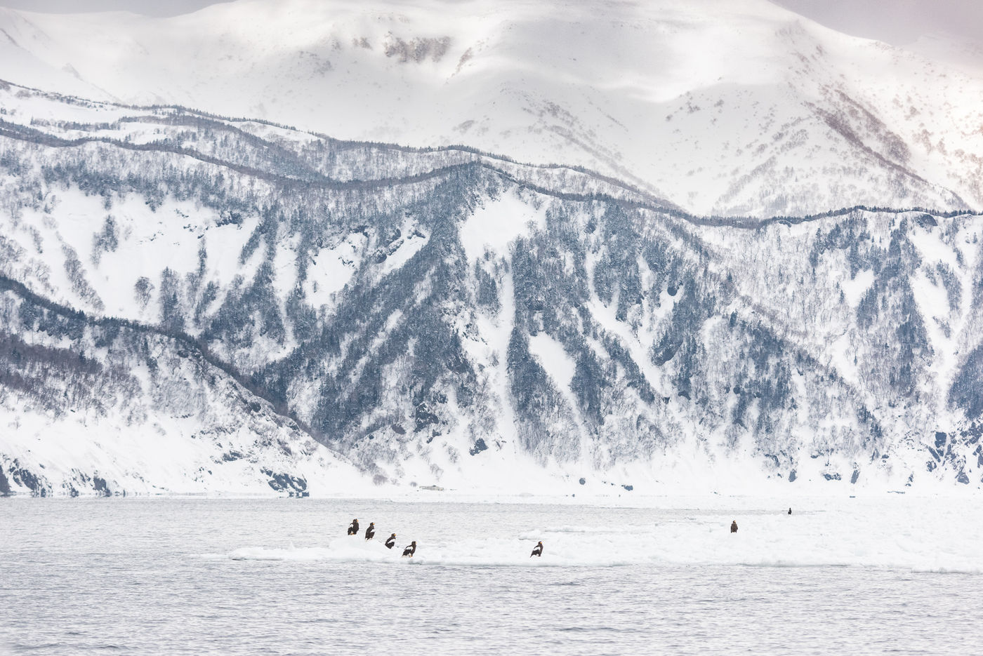 Een groep Stellers zeearenden in Hokkaido. © Jeffrey Van Daele