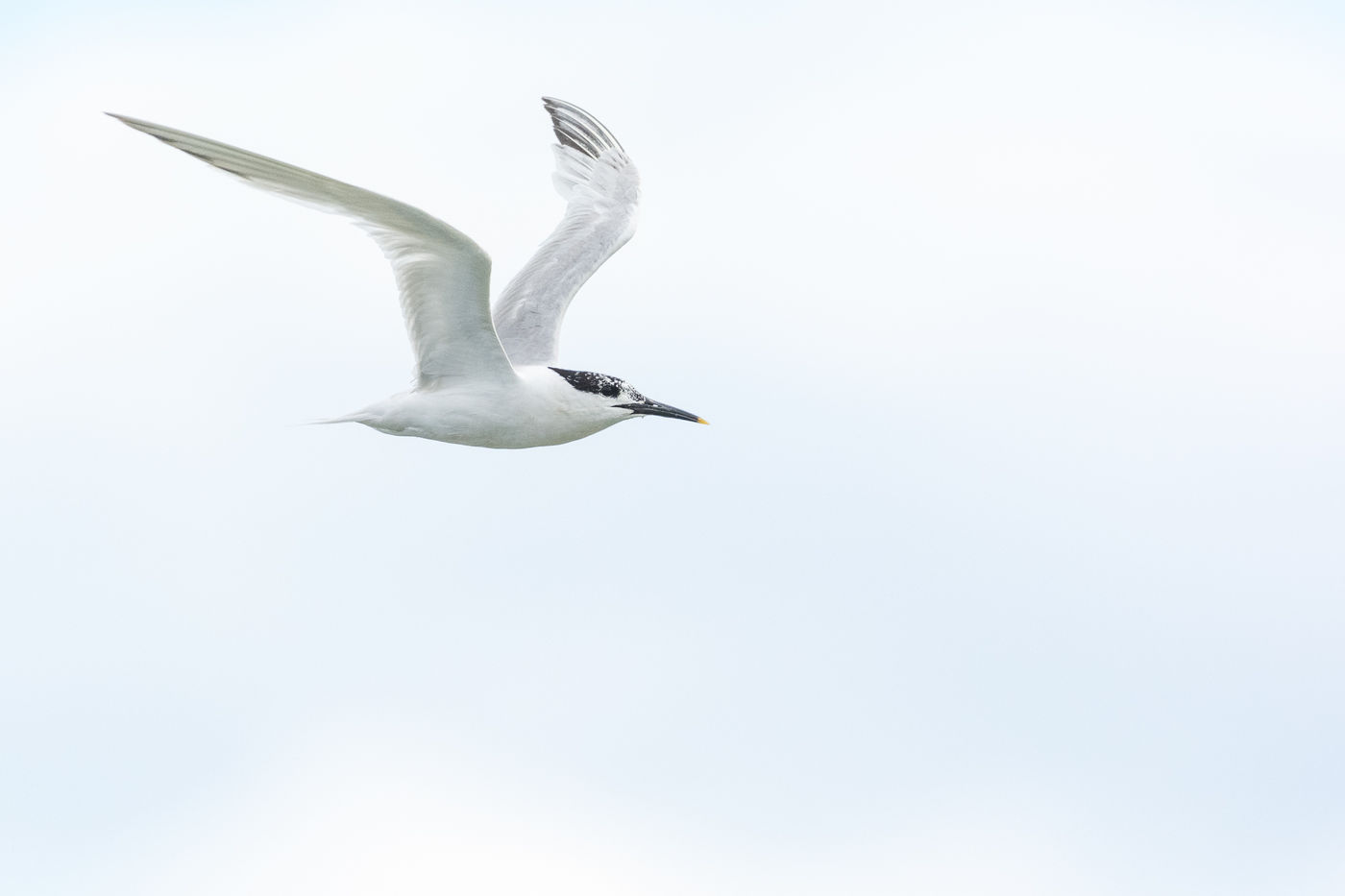 Grote sternen ruien al vroeg naar winterkleed, zoals dit exemplaar. © Jeffrey Van Daele