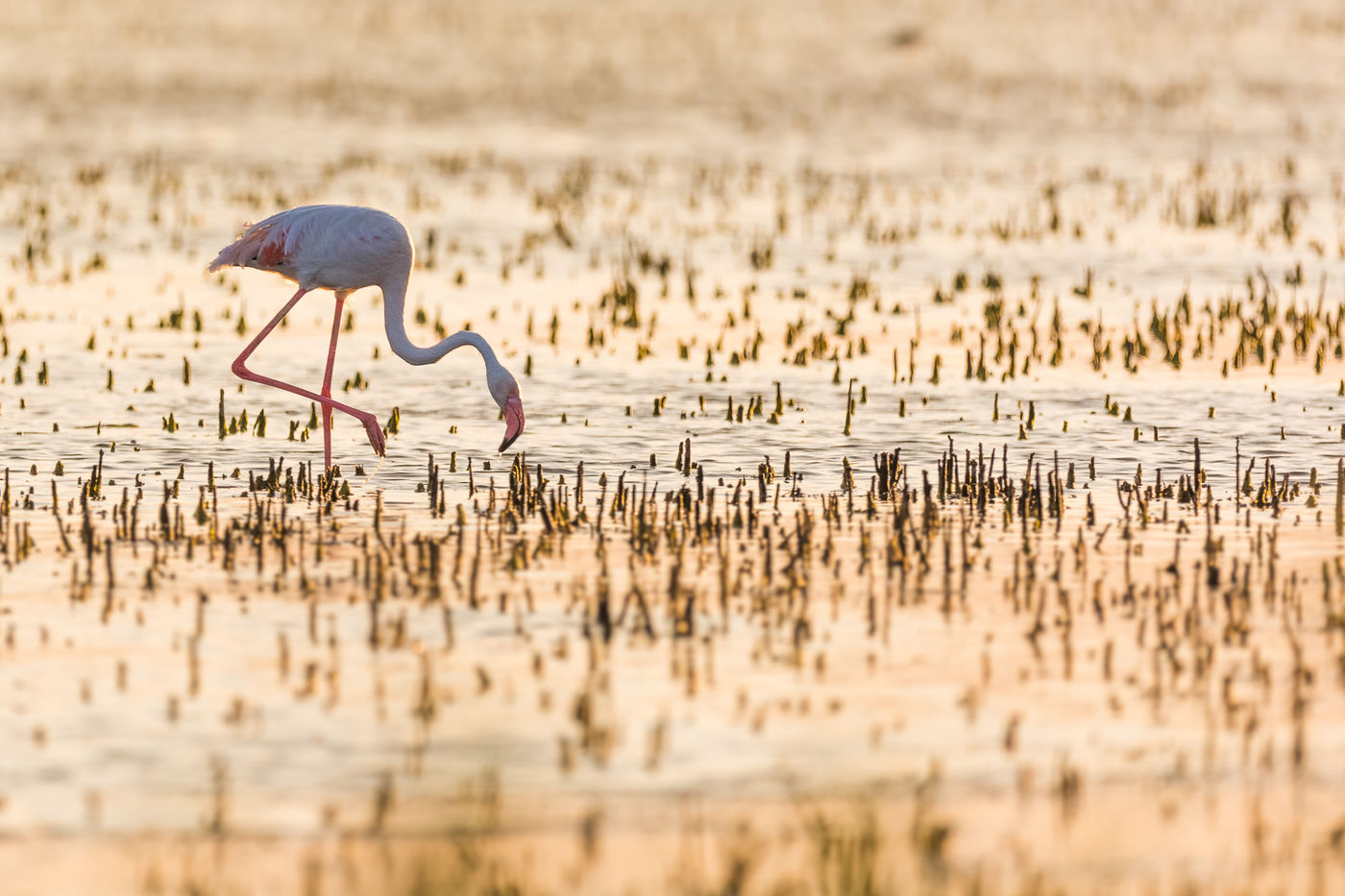 Een flamingo waadt door het zoutmoeras. © Jeffrey Van Daele