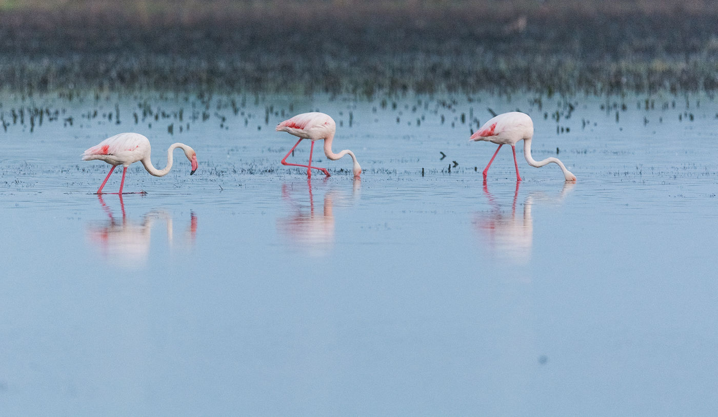 Flamingo's overal! © Jeffrey Van Daele