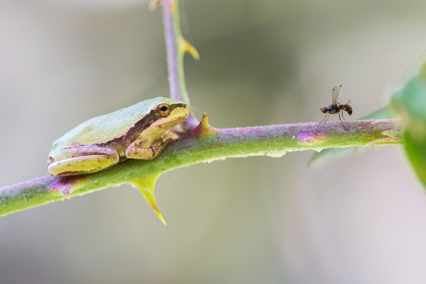 Een boomkikker met potentiële prooi. © Jeffrey Van Daele