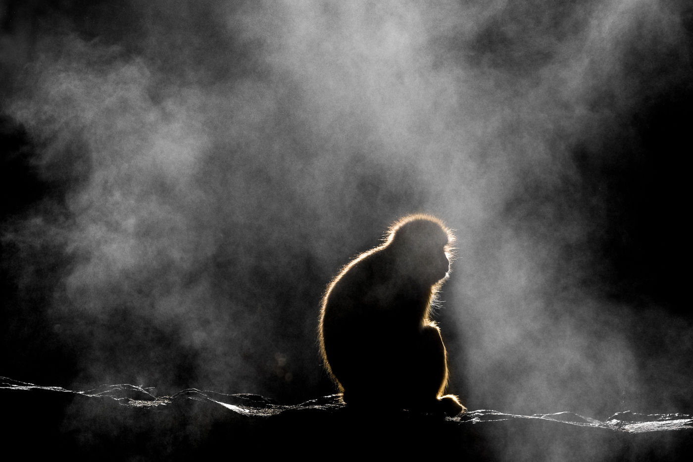 Japanese Macaque (Macaca fuscata) Japanese Macaque (Macaca fuscata)