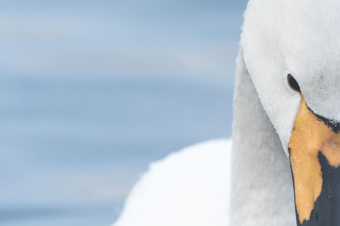 Een close-up van een wilde zwaan te Lake Kussharo, Hokkaido. © Jeffrey Van Daele