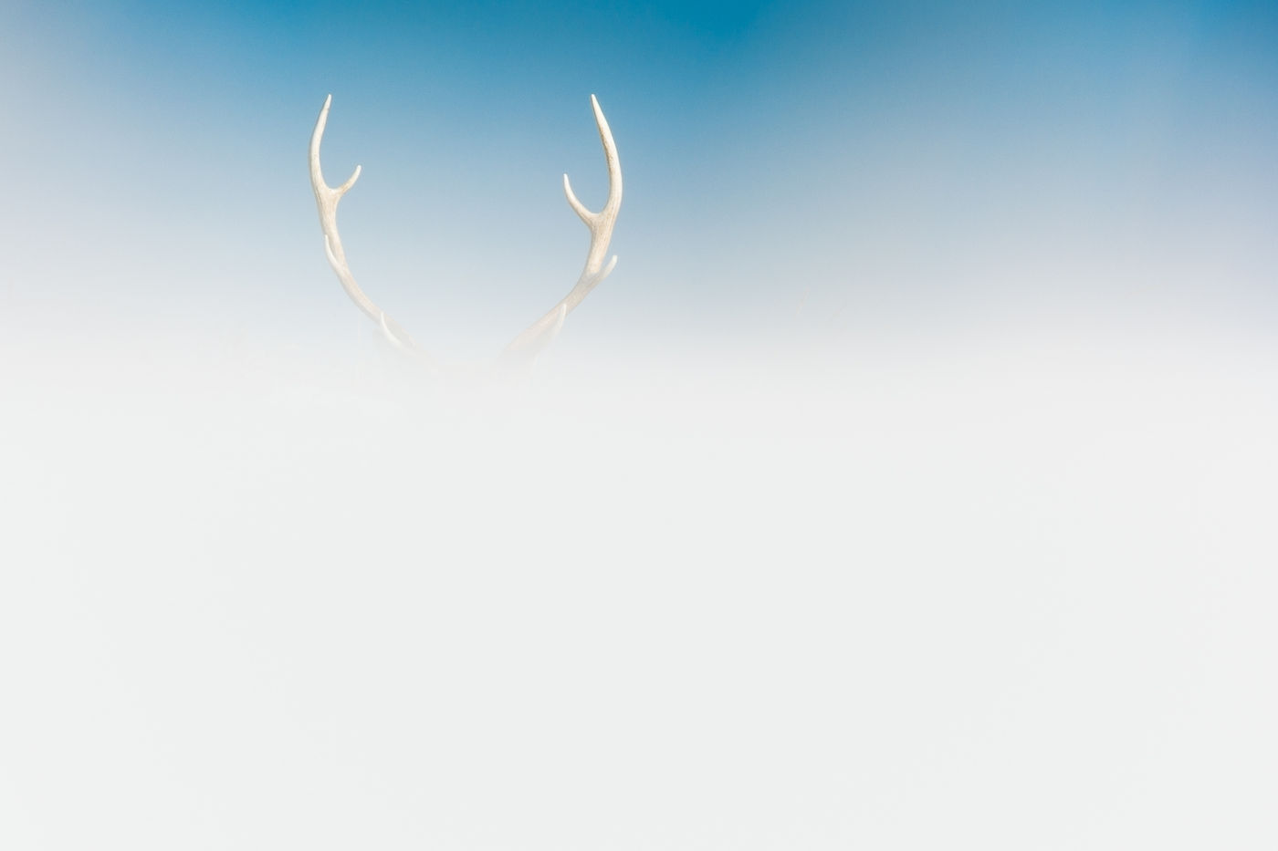 Antler of a Sika Deer (Cervus Nippon) Nemuro area, Hokkaido Japan