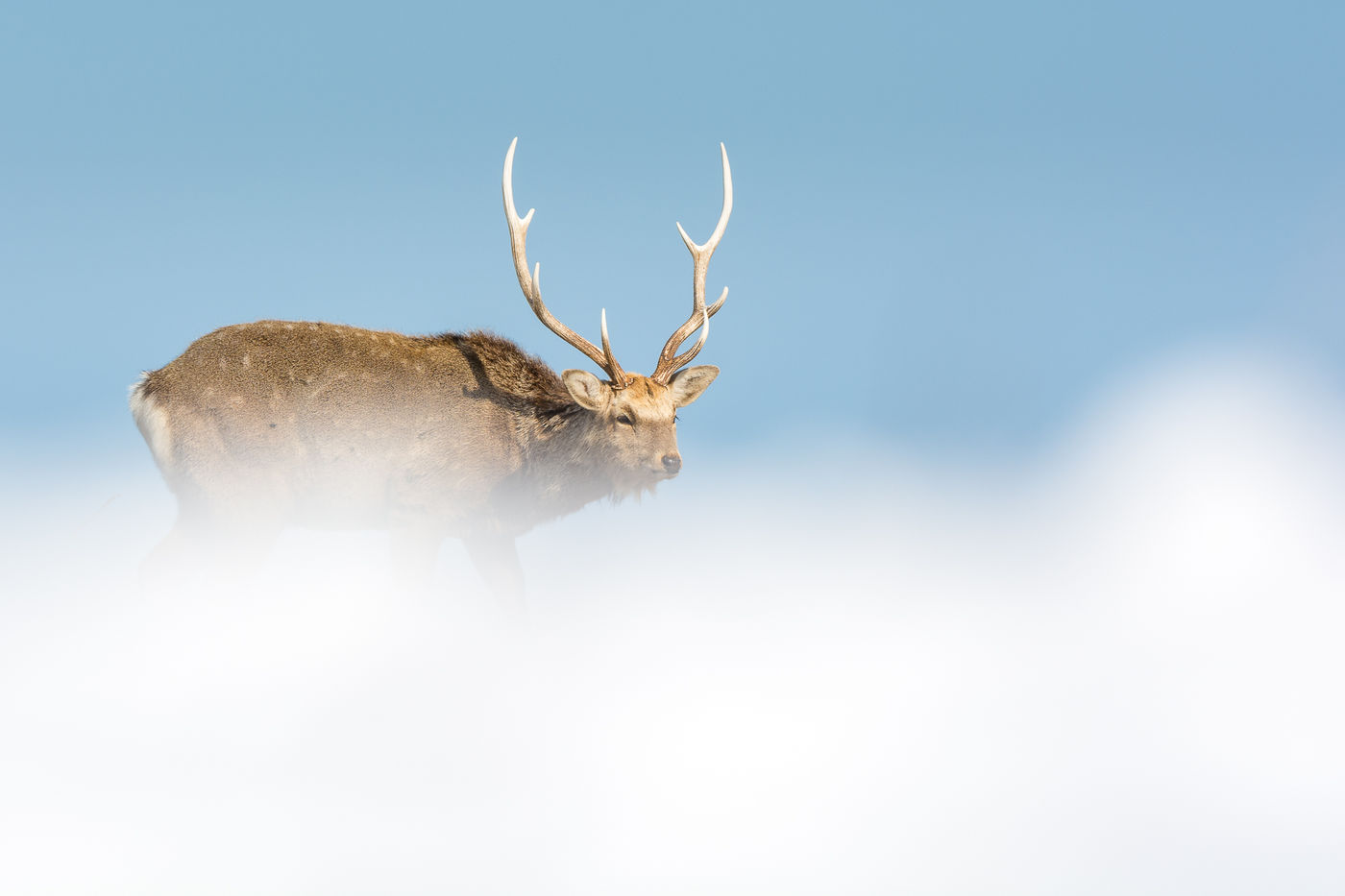 Een sikahert met wintervacht in Nemuro.  © Jeffrey Van Daele