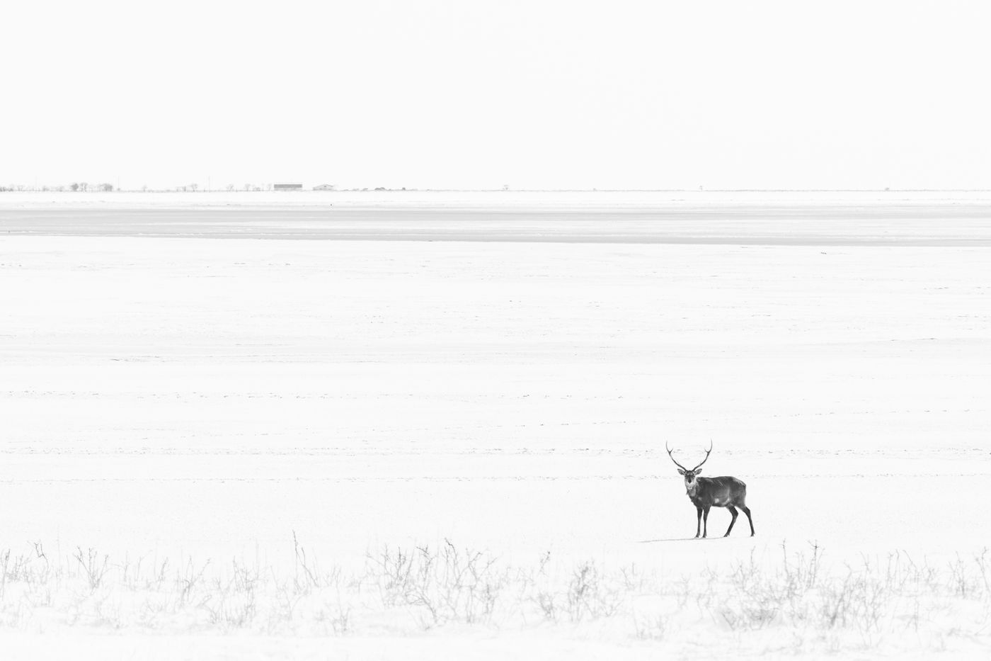 Een sikahert steekt een besneeuwde vlakte over in de Nemuro area, Hokkaido. © Jeffrey Van Daele