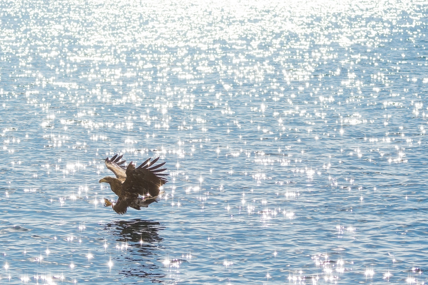 Een jagende zeearend in Rausu, Hokkaido. © Jeffrey Van Daele