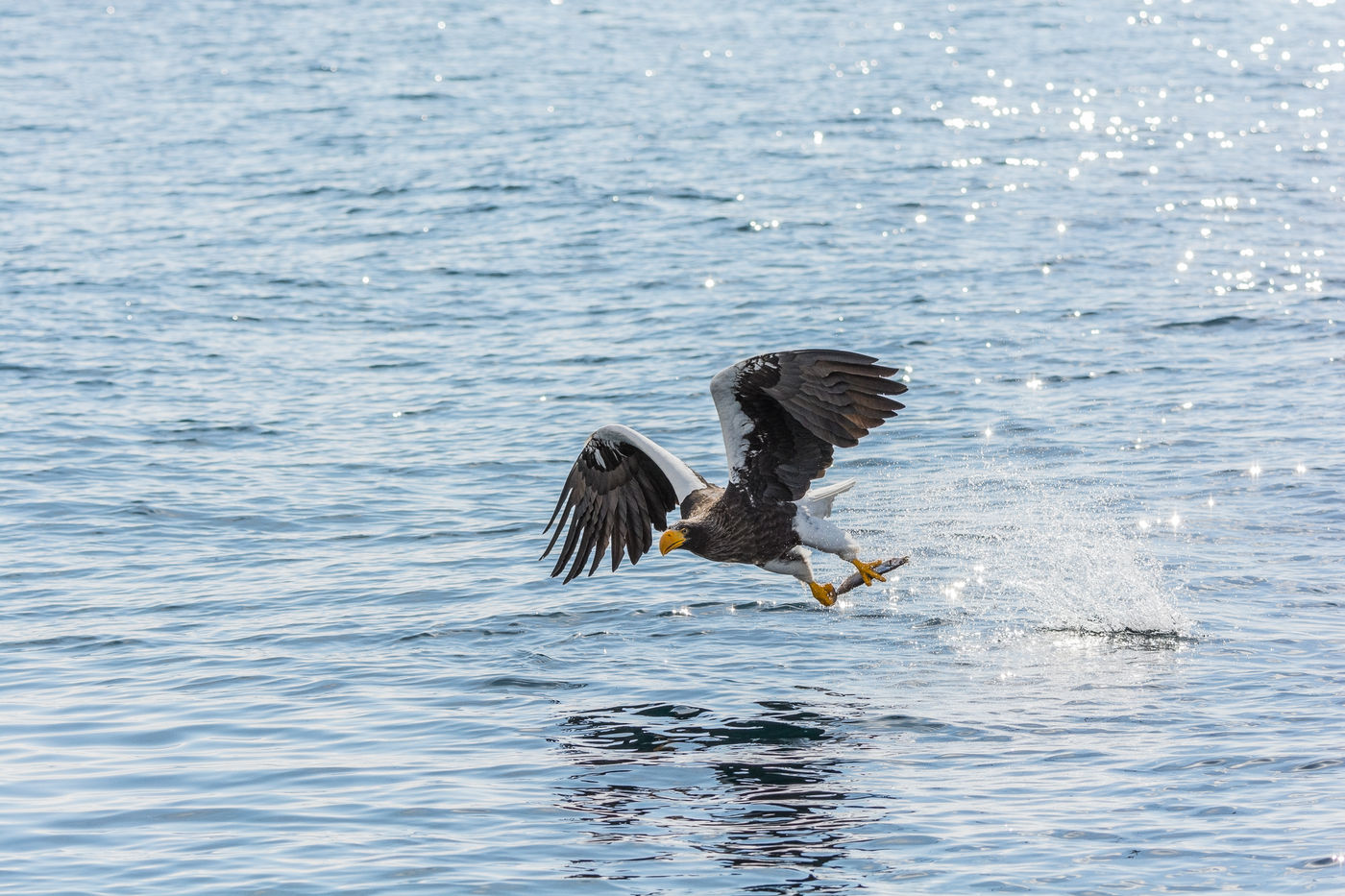 Hunting Steller's Sea eagle (Haliaeetus pelagicus) Rausu, Hokkaido Japan