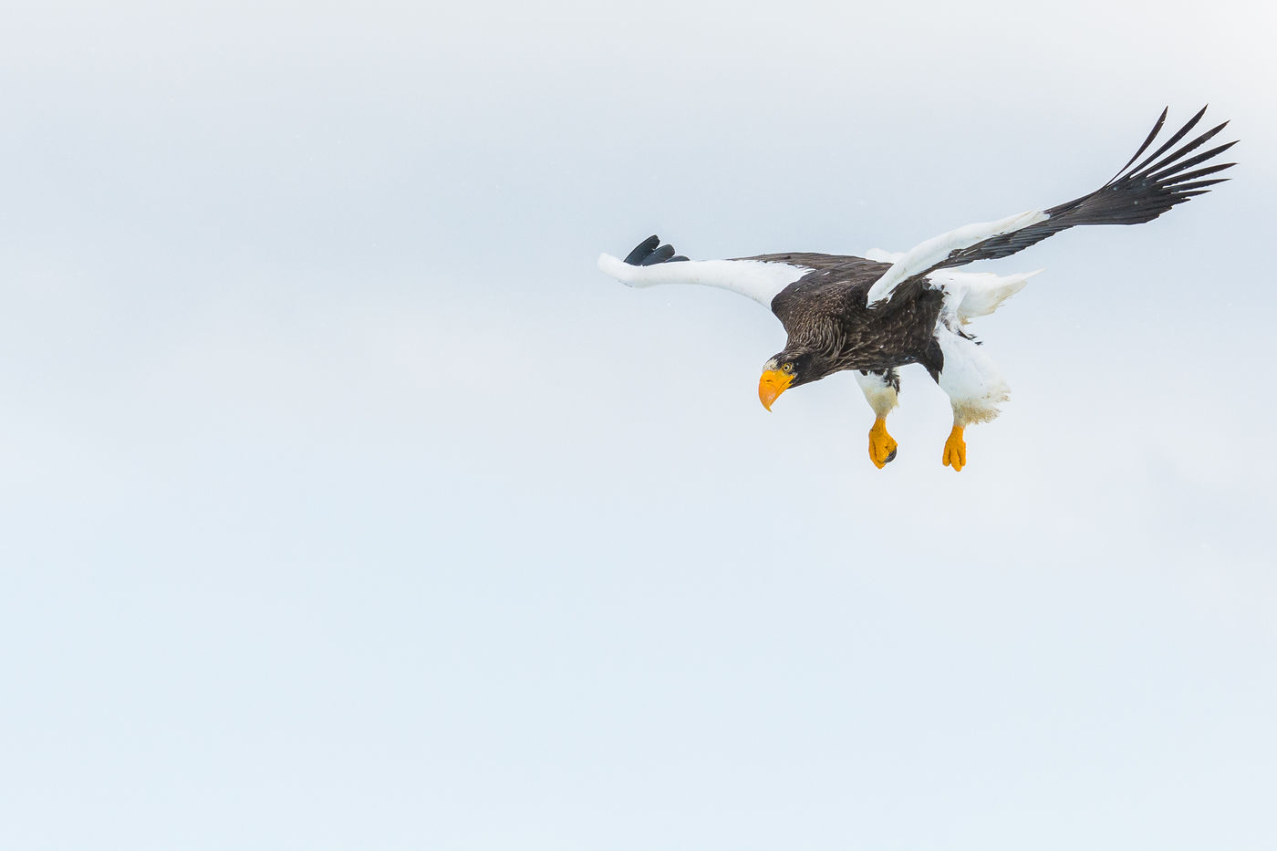 Een jagende Stellers zeearend in Rausu, Hokkaido. © Jeffrey Van Daele