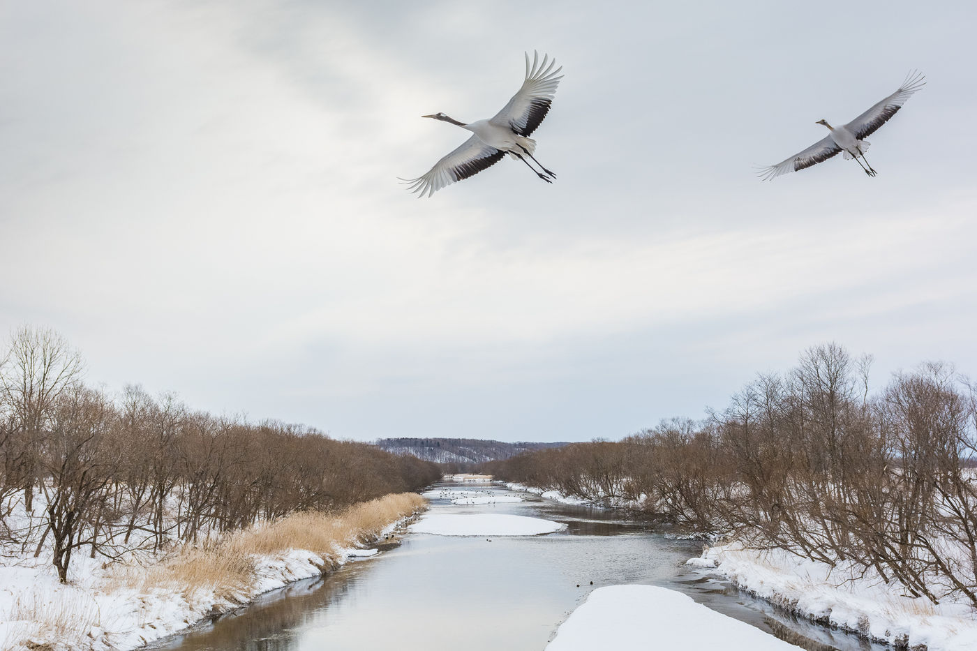 Otowabashi bridge in Hokkaido, een ideale plaats om kraanvogels te fotograferen. © Jeffrey Van Daele