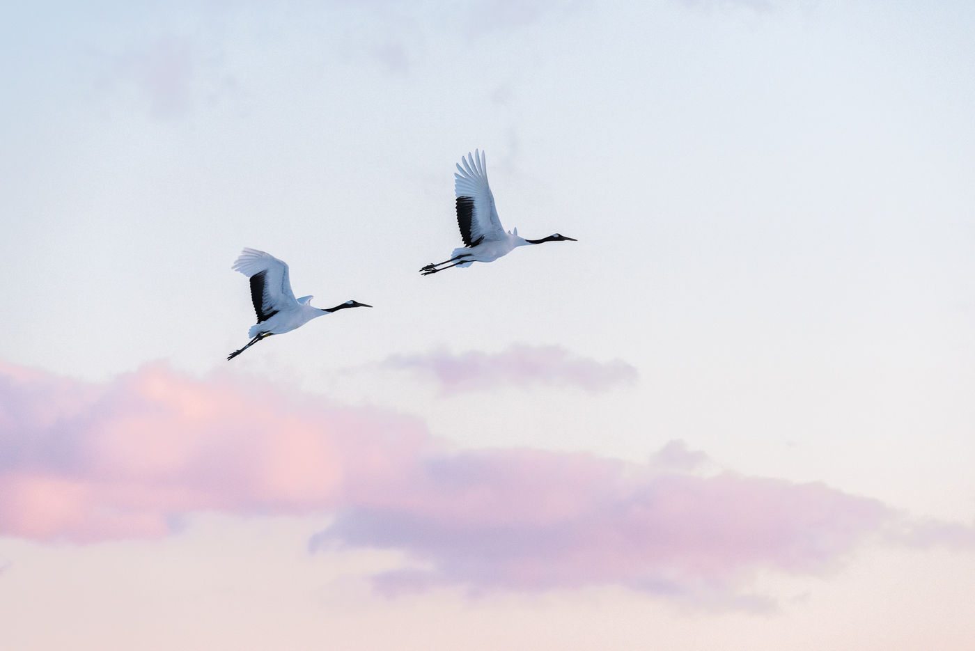 Een koppeltje red-crowned cranes. © Jeffrey Van Daele