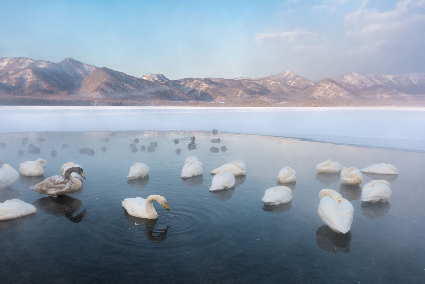 Wilde zwanen bij een bevroren meer. © Jeffrey Van Daele