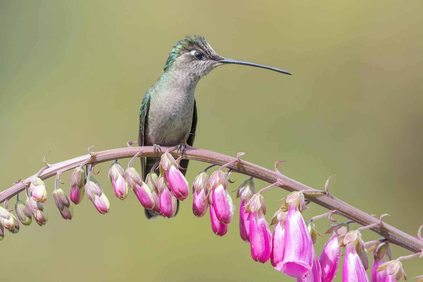 Talamanca hummingbird gebruikt vingerhoedskruid als zitpost. © Jeffrey Van Daele