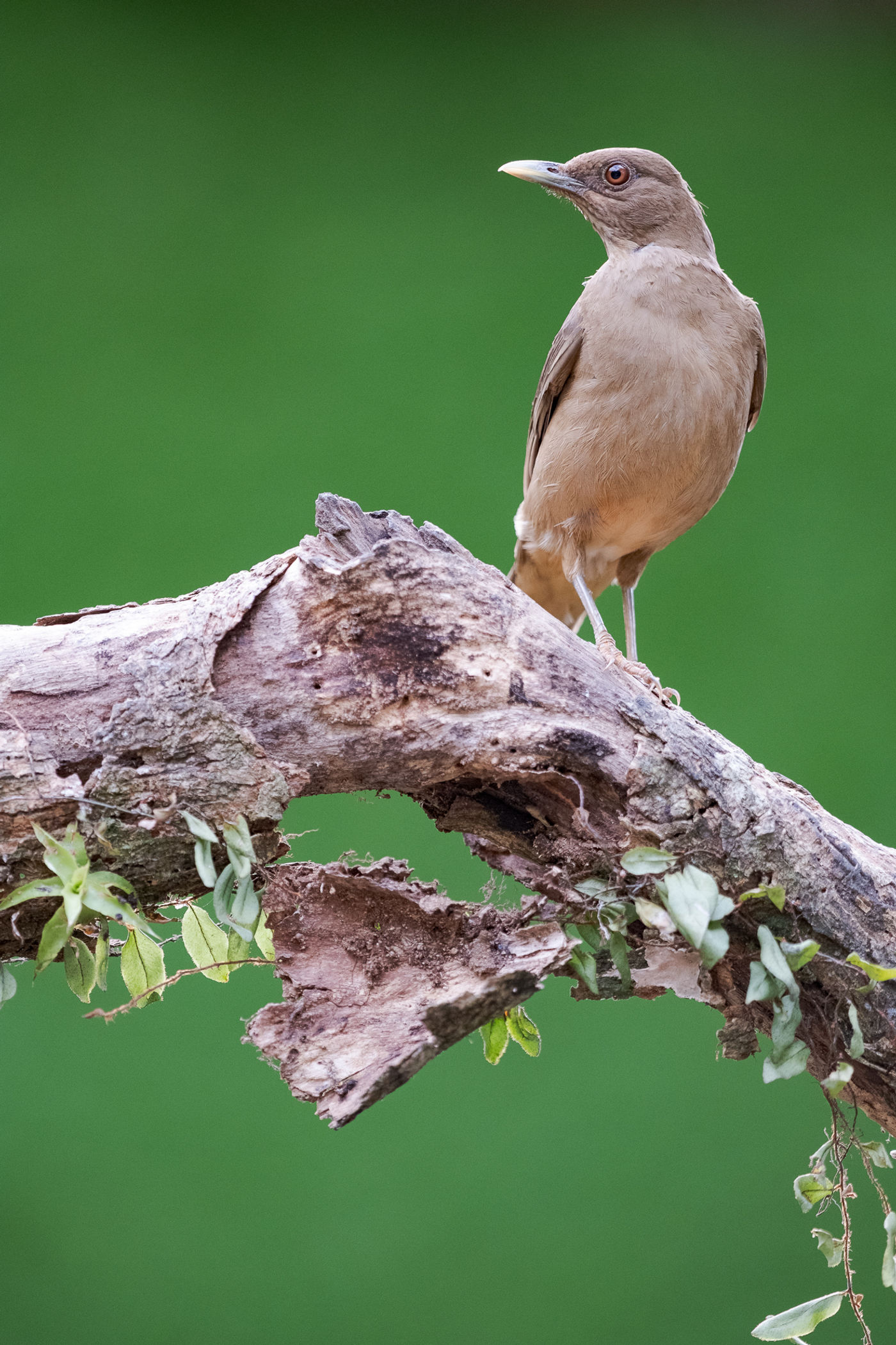 Clay-coloured thrushes spreken minder tot de verbeelding, maar hun merelachtig uiterlijk wekt altijd sympathie op. © Jeffrey Van Daele