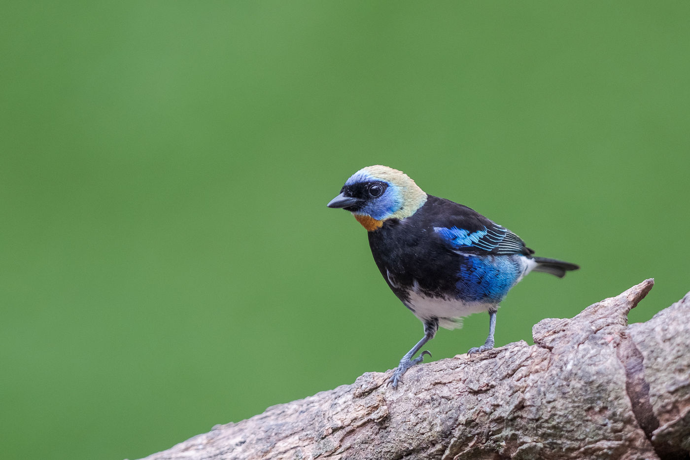 Een golden-hooded tanager komt even drinken. © Jeffrey Van Daele