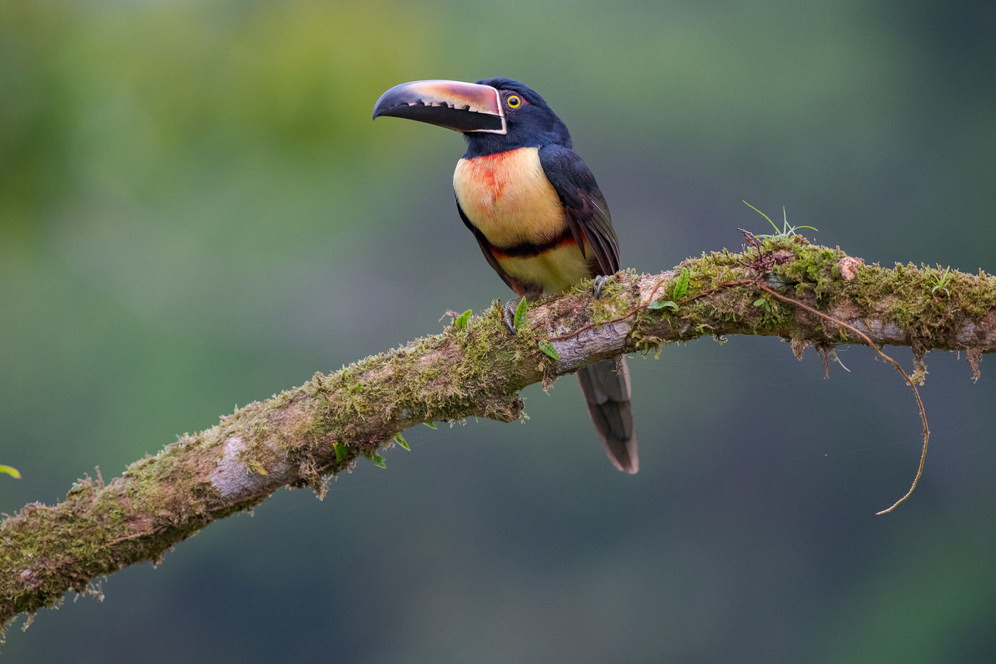 Een collared aracari, nauwe verwant van de toekan en steeds een favoriet. © Jeffrey Van Daele