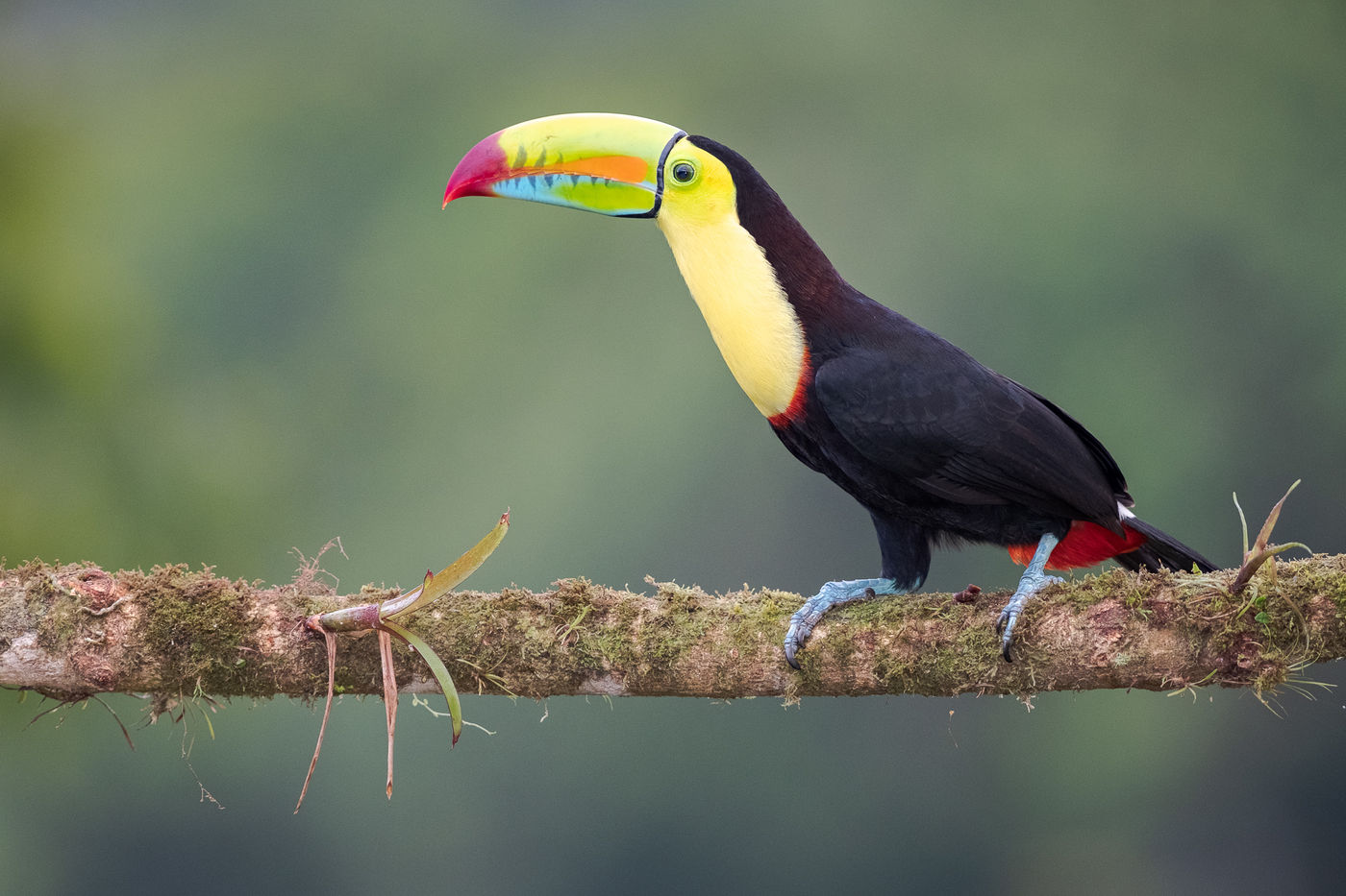 Een keel-billed toucan toont die belachelijk grote snavel. © Jeffrey Van Daele