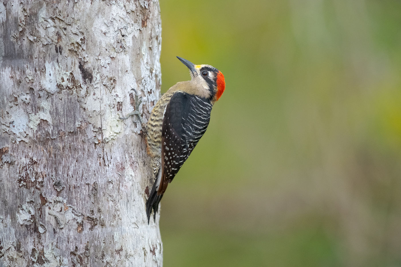 Een black-cheeked woodpecker op ooghoogte is een moment dat je meteen moet grijpen. © Jeffrey Van Daele
