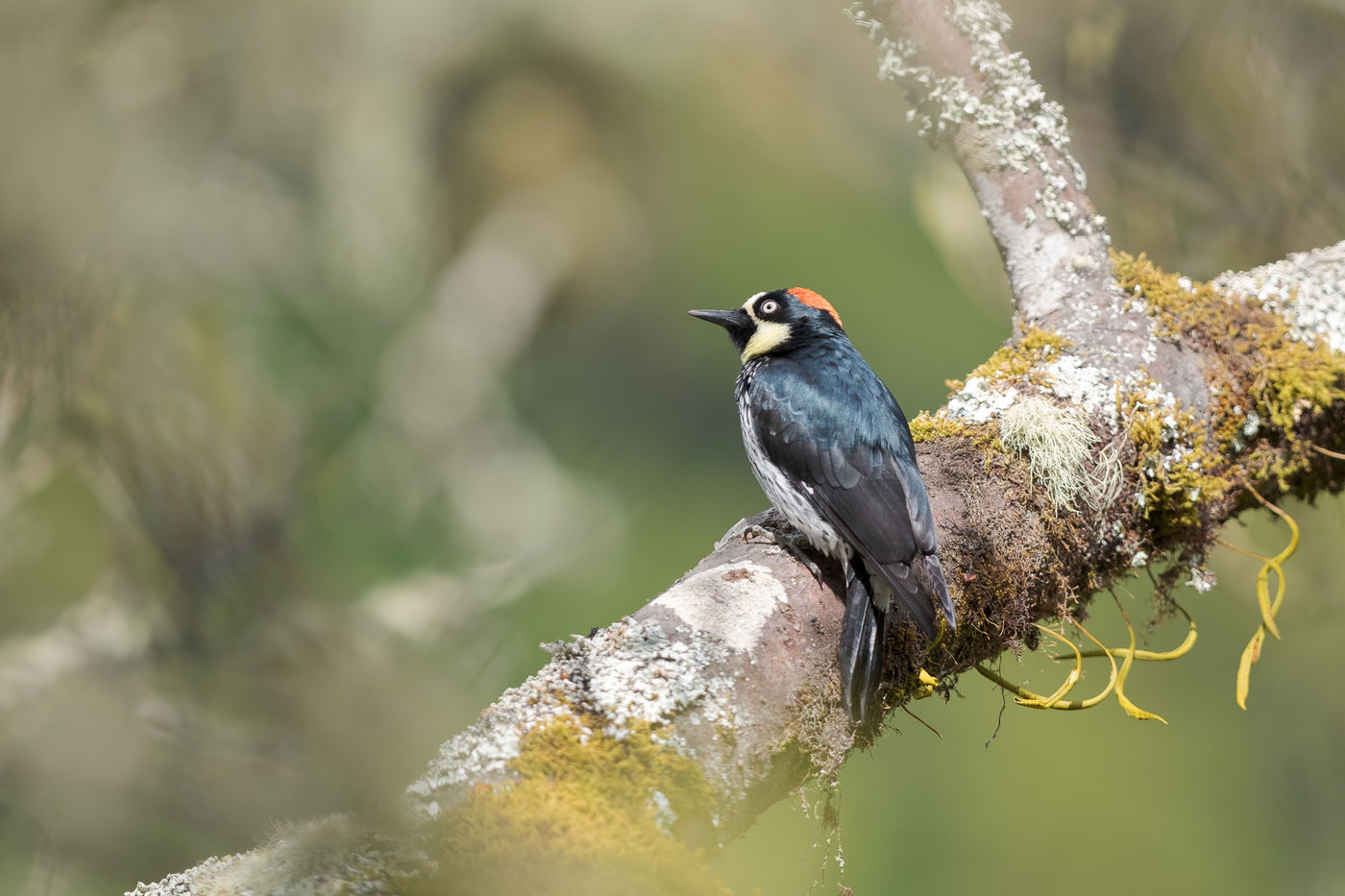 Acorn woodpeckers kom je ook hier tegen, net zoals in Noord-Amerika. © Jeffrey Van Daele