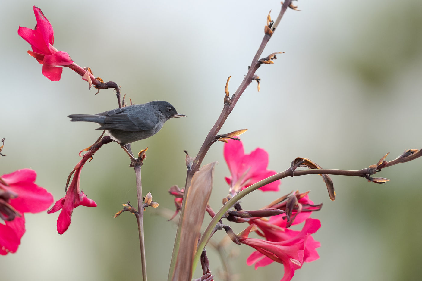 Met zijn bizarre snavel geraakt de slaty flowerpiercer meteen aan de nectar. © Jeffrey Van Daele