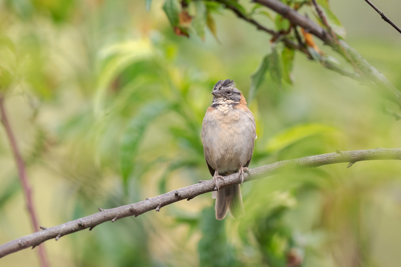 Een rufous-collared sparrow op de zangpost. © Jeffrey Van Daele