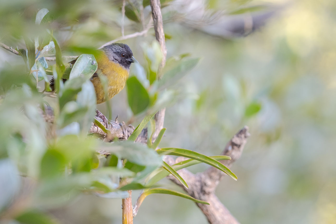 Een large-footed finch houdt ons in de gaten vanuit z'n rustplaats. © Jeffrey Van Daele