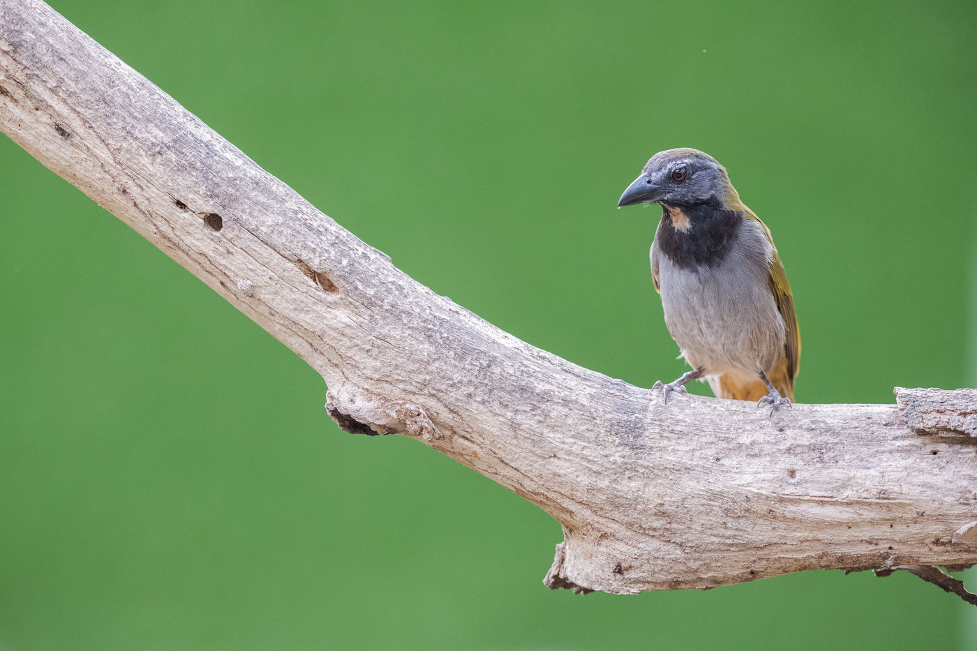 Buff-throated saltator jaagt vooral op kleinere reptielen en insecten. © Jeffrey Van Daele