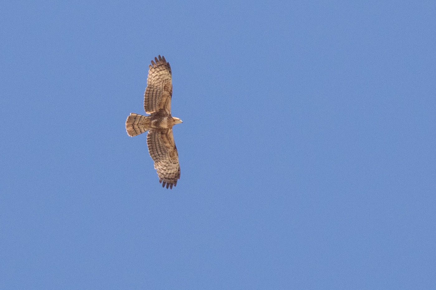 De plus en plus de bondrées orientales sont observées à Oman. Voici un juvénile. © Johannes Jansen