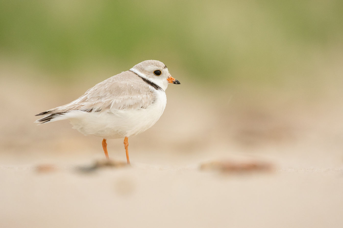 Piping plover. © Johannes Jansen