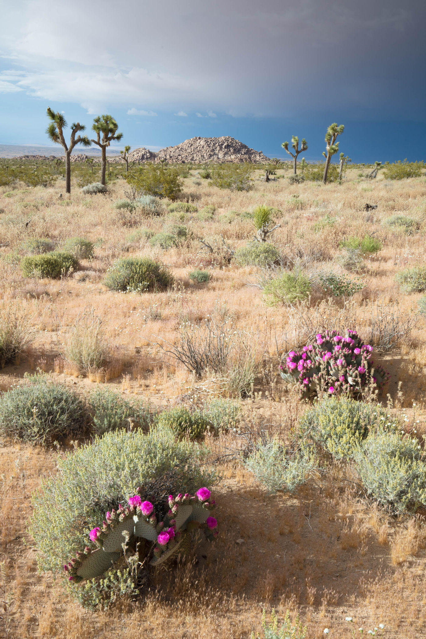 Het landschap in Joshua Tree National Park. © Iwan Lewylle