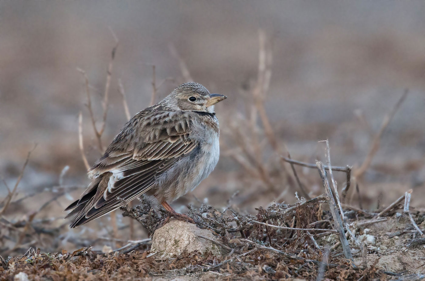 Deze kalanderleeuwerik toont zich van z'n beste kant voor onze schuilhut. © Rudi Debruyne