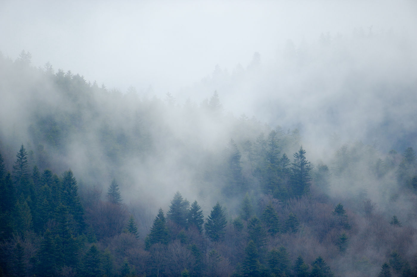 Bossen gehuld in de mist. © Karl Vanginderdeuren