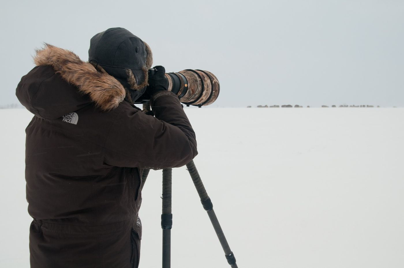 Fotograferen van een overwinterende kudde wisenten. © Karl Vanginderdeuren