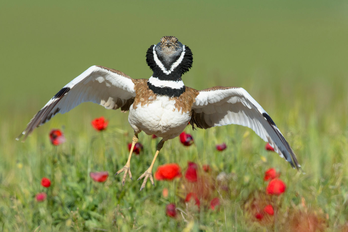 Atterrissage de l'outarde canepetière © Rudi Debruyne