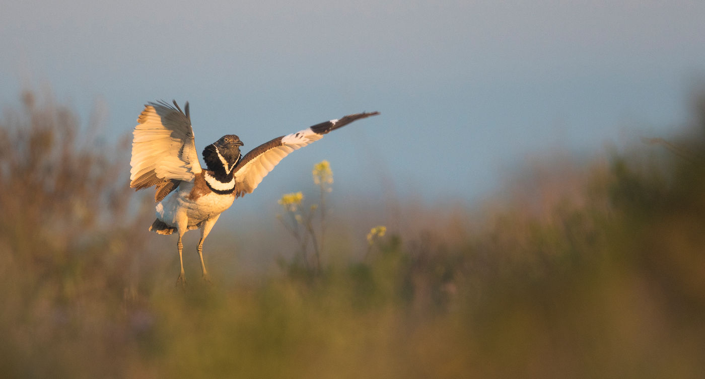 Outarde canepetière paradant © Rudi Debruyne