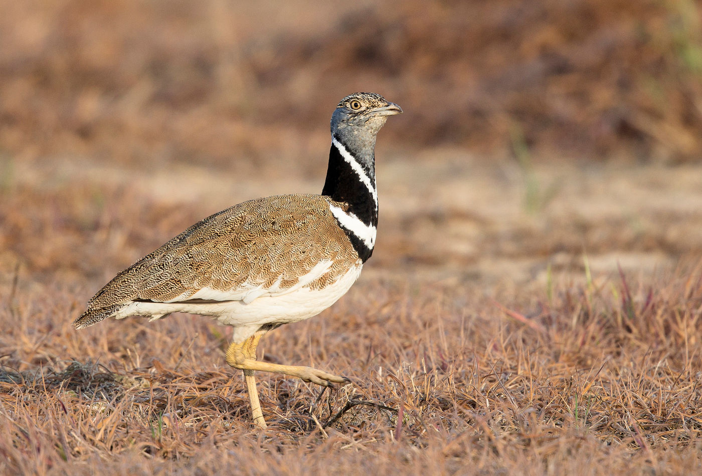 Het einde van de maand april is bij uitstek geschikt om kleine trappen te fotograferen. © Rudi Debruyne