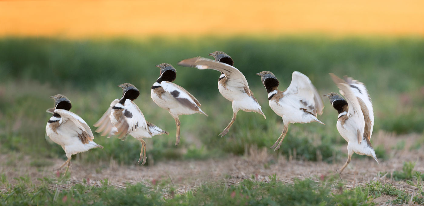 La danse de l'outarde canepetière © Rudi Debruyne